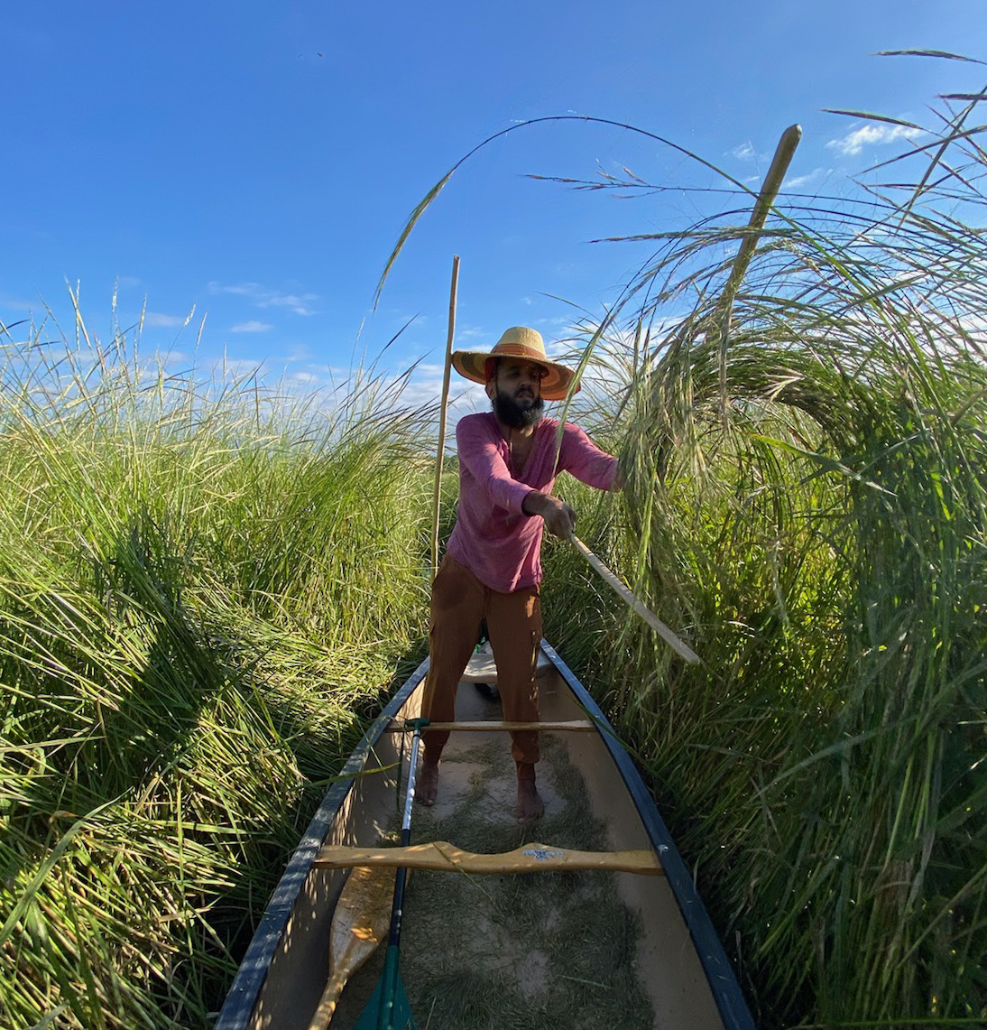 Antoine Cozine harvesting Manoomin in a canoe through tall wild rice stalks
