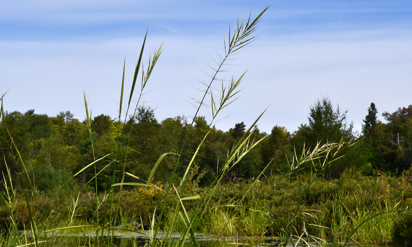 A tall Manoomin stalk standing in calm water — Manoomin in their natural habitat