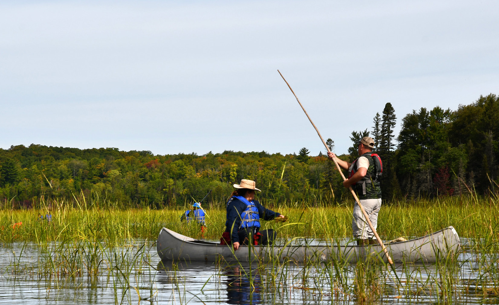 Researchers in a canoe among tall Manoomin stalks on a Michigan lake